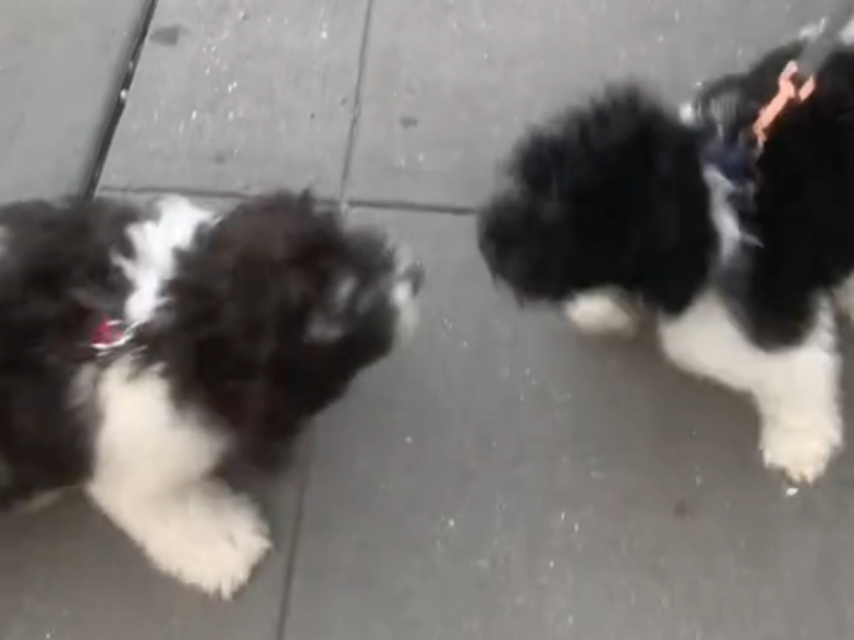 2匹の犬の写真