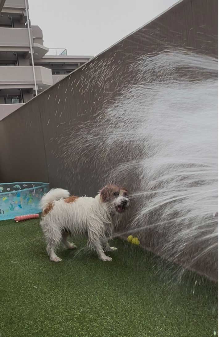 犬の画像