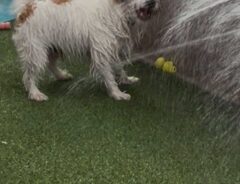 犬の画像