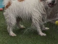 犬の画像