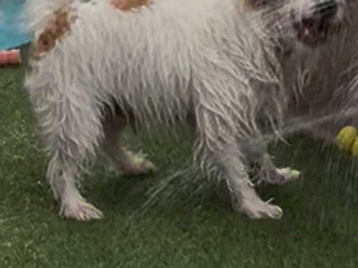犬の画像
