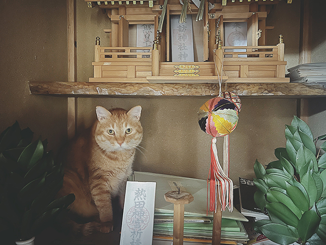猫