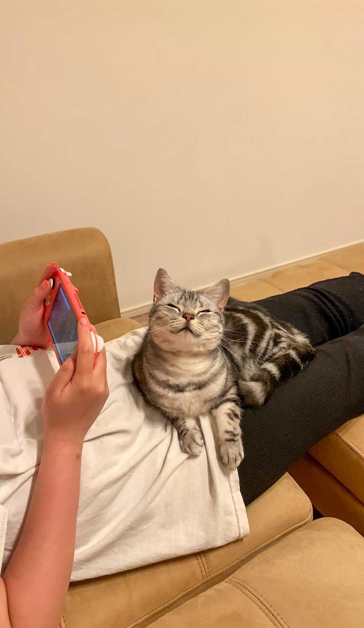 猫の画像