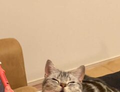 猫の画像