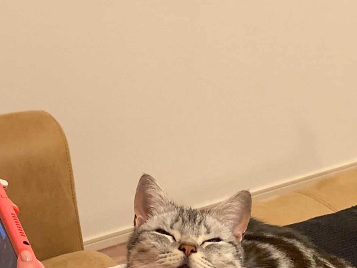 猫の画像