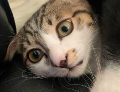 犬と猫の写真
