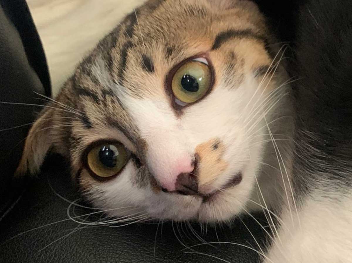 犬と猫の写真