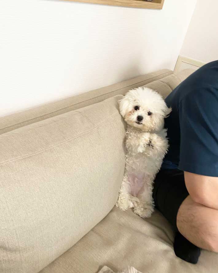 犬の画像