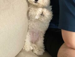 犬の画像