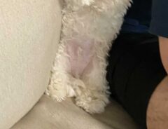 犬の画像