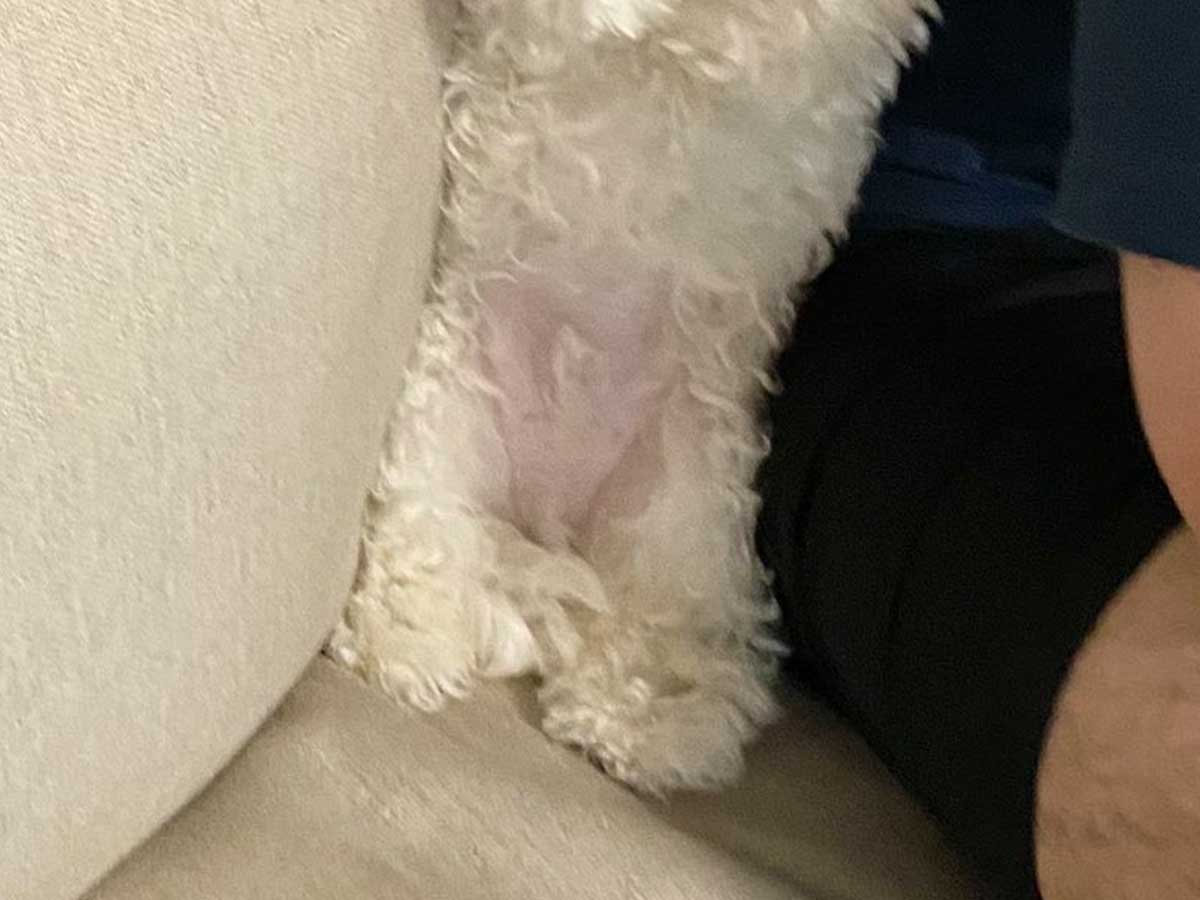 犬の画像