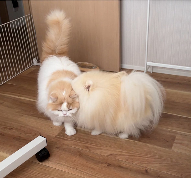 犬と猫