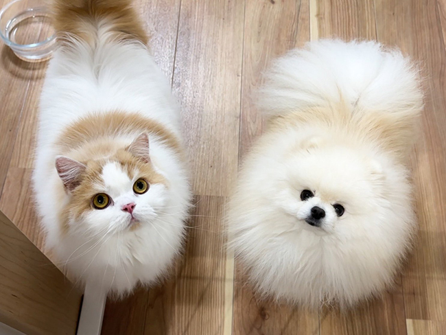 犬と猫