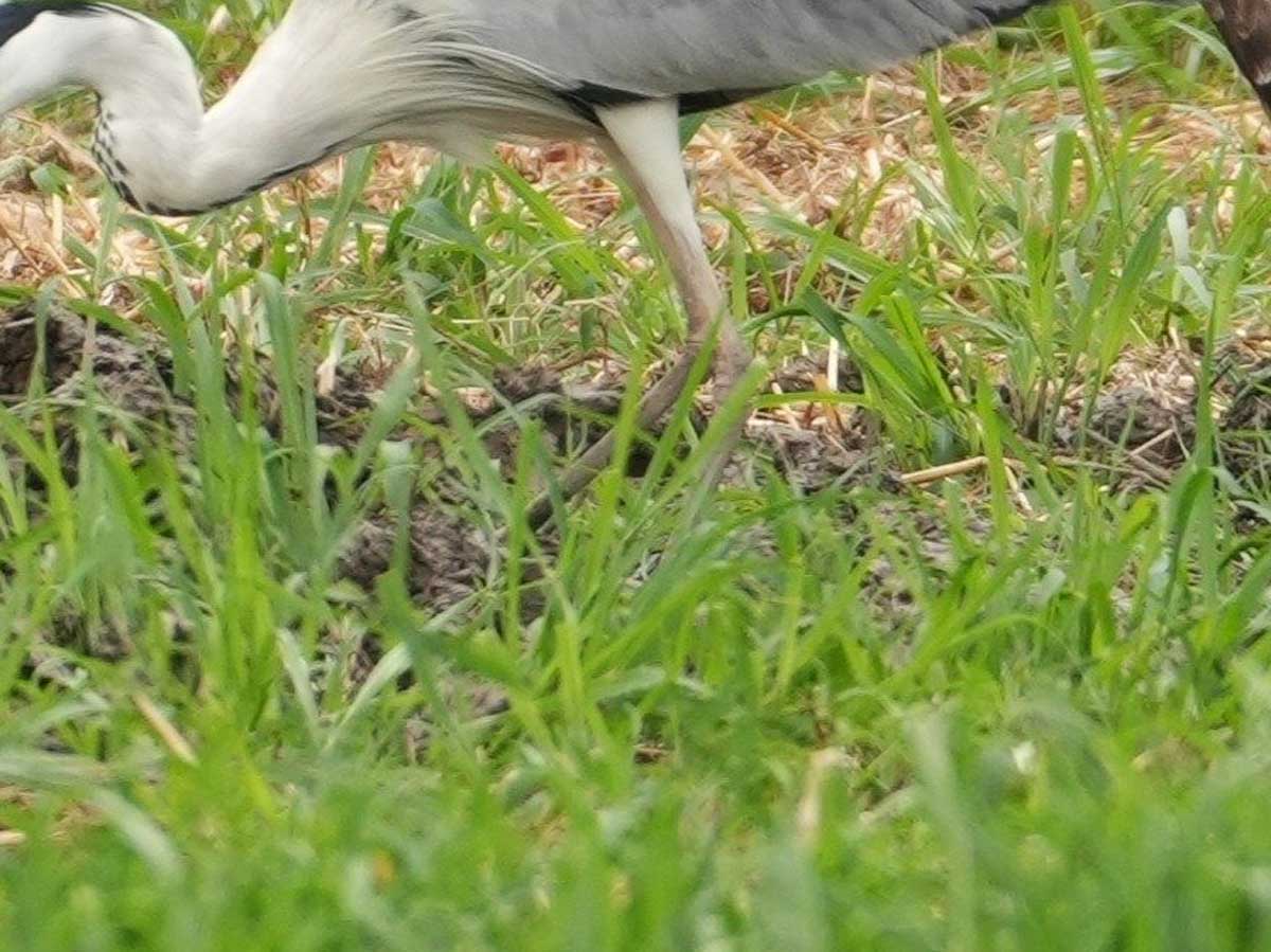 トビとアオサギ