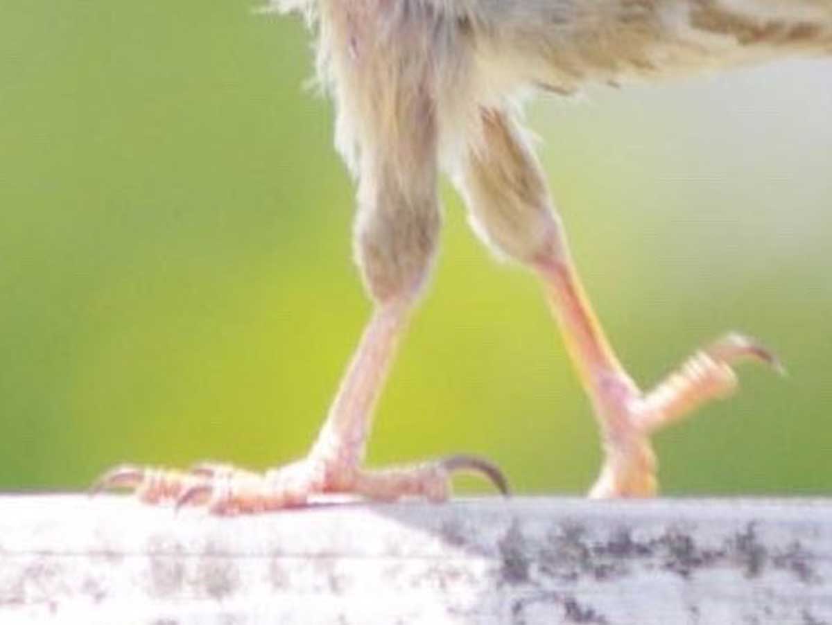 スズメの写真