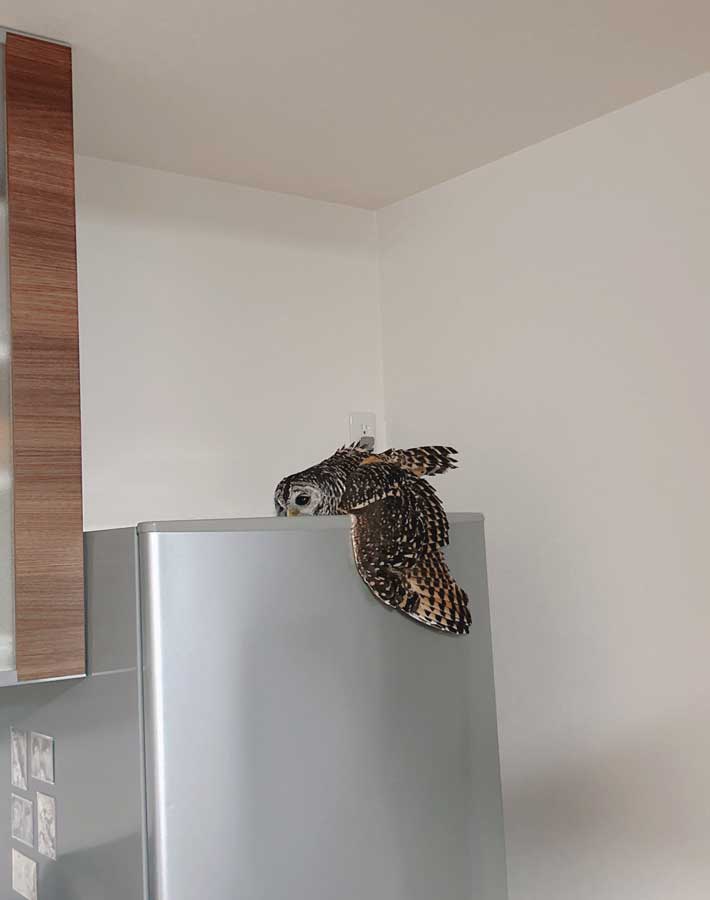 フクロウの写真