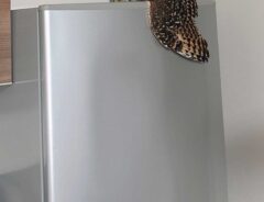フクロウの写真