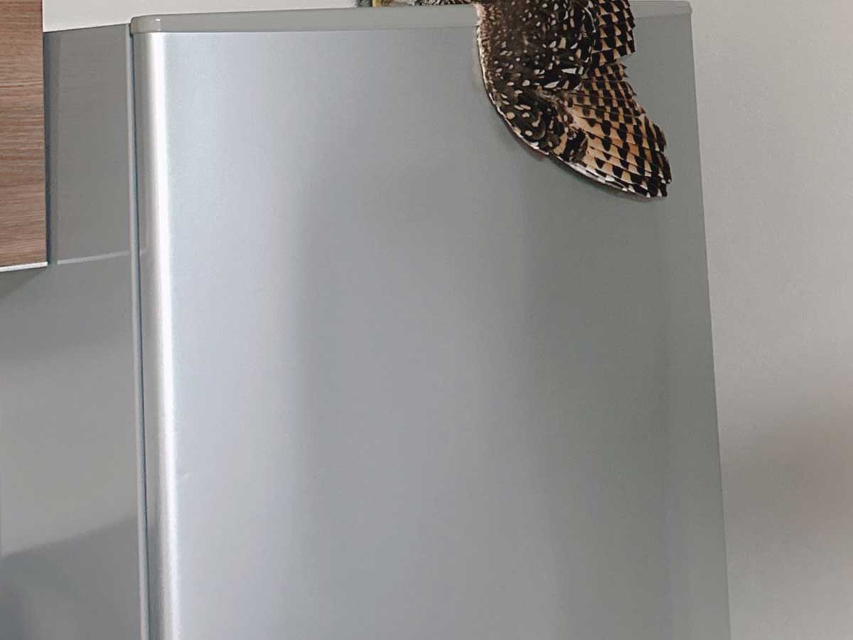 フクロウの写真
