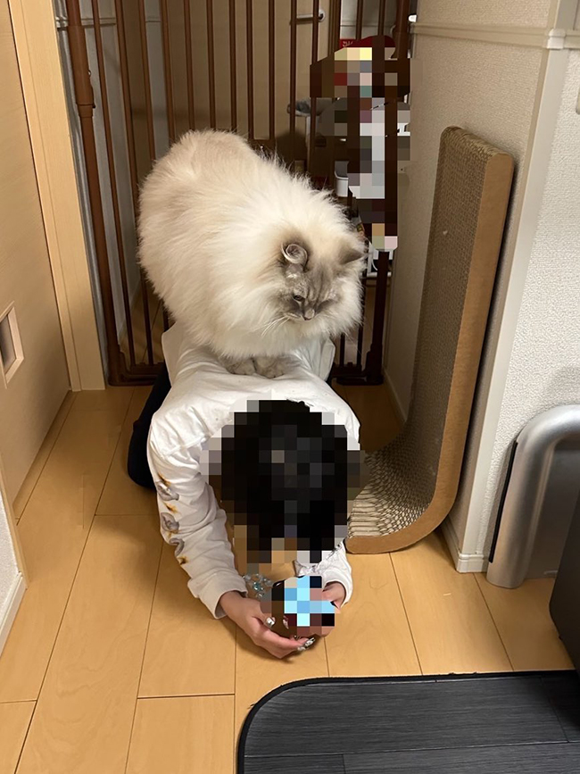 猫