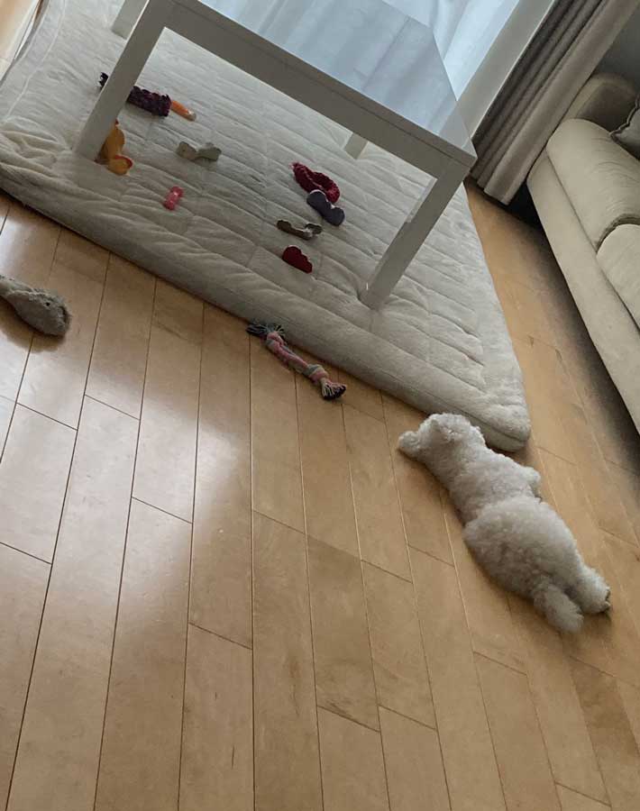 犬の写真