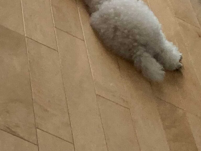 遊び疲れて眠る犬 その姿に「事件現場かな」「最高かよ」 – grape