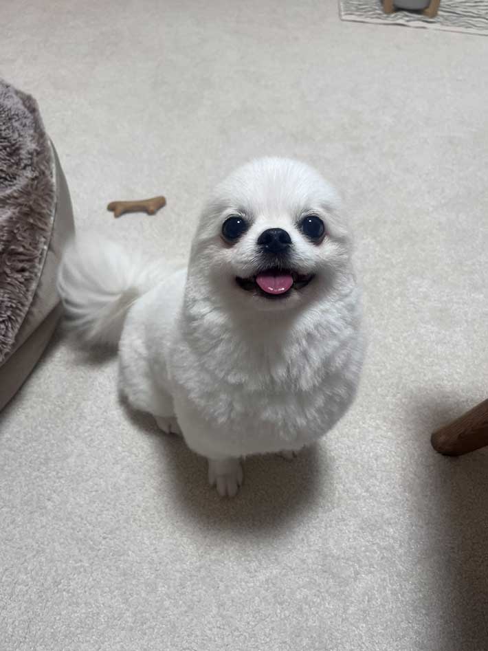 犬の画像