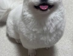 犬の画像