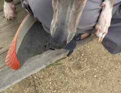 犬のプットくん