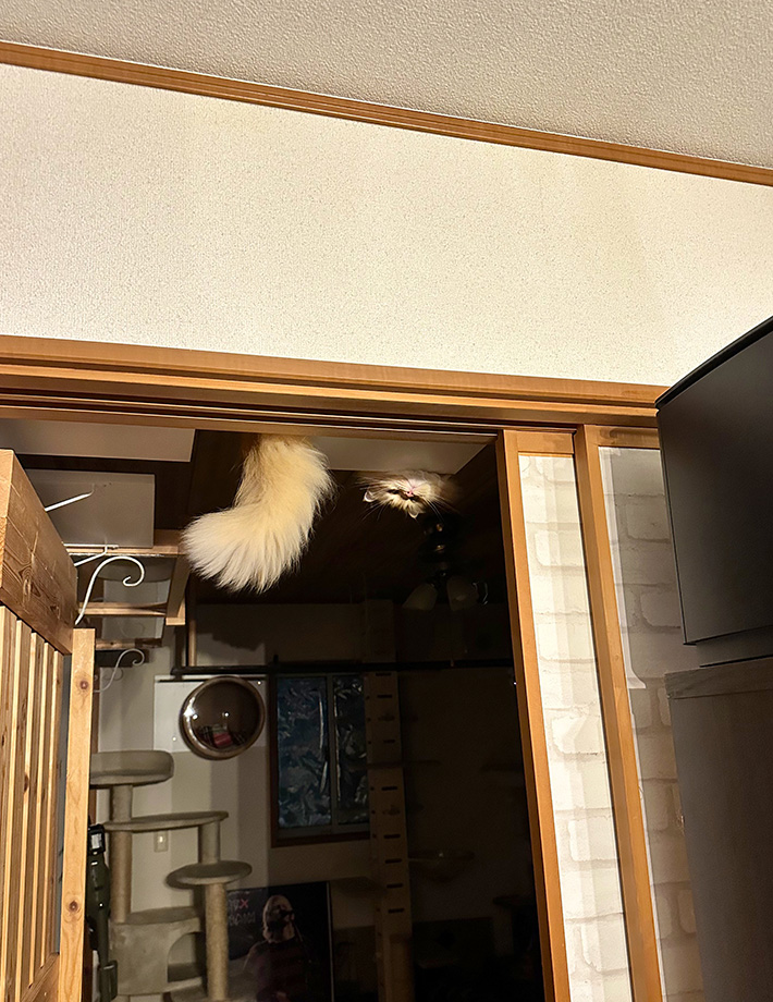 猫のエマちゃん