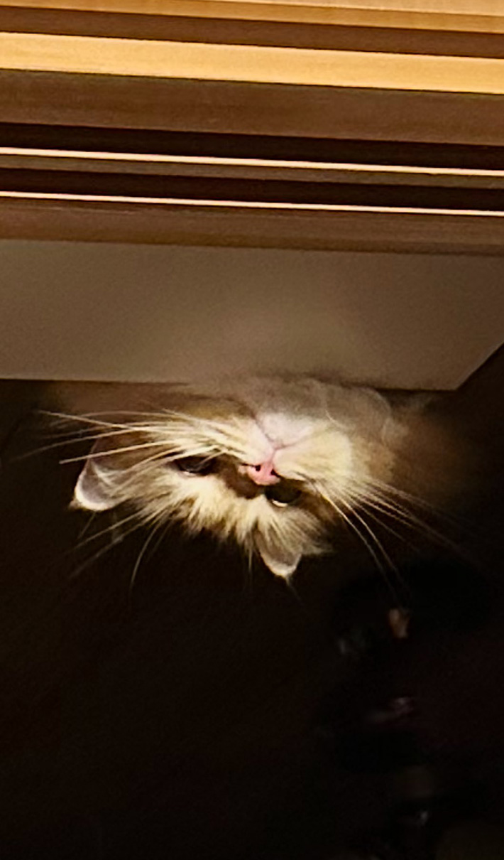 猫のエマちゃん