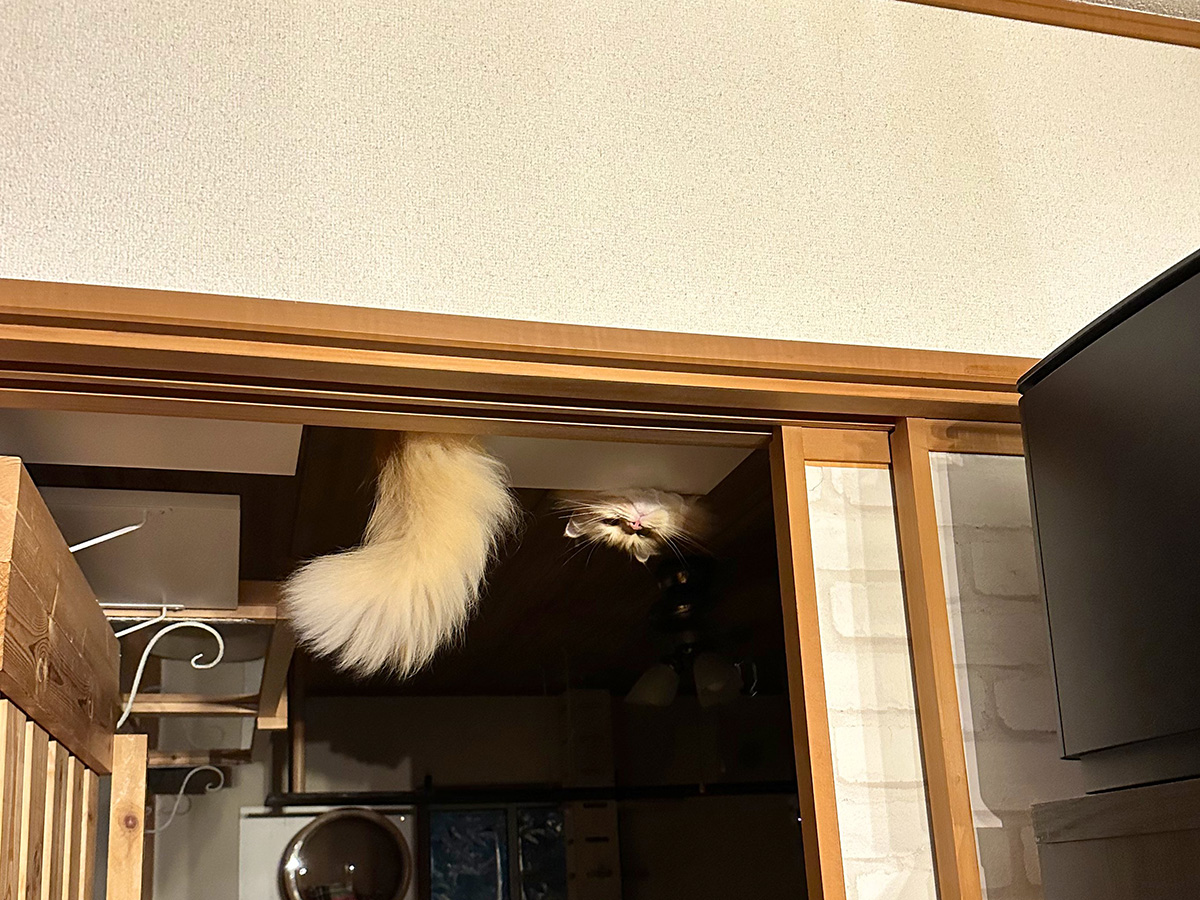 猫のエマちゃん