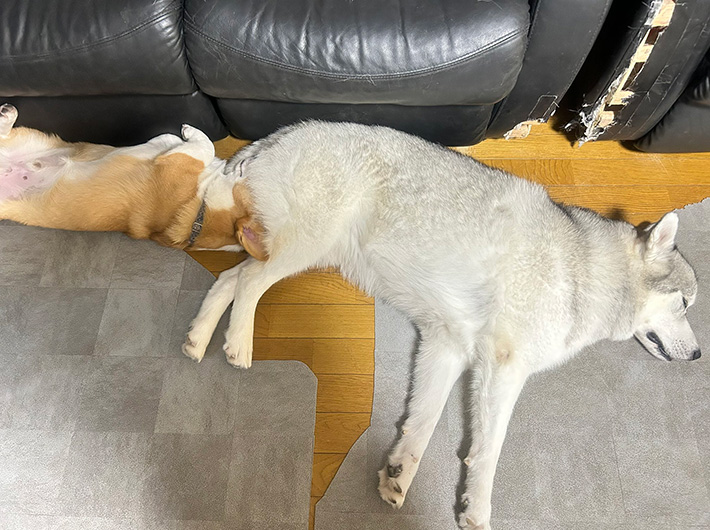 シベリアンハスキーの零（レイ）くんと、コーギーの楼亜（ロア）くん