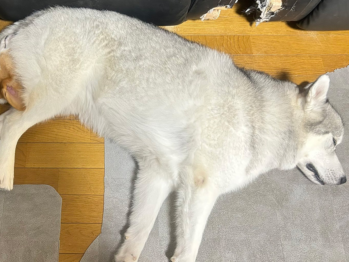シベリアンハスキーの零（レイ）くんと、コーギーの楼亜（ロア）くん