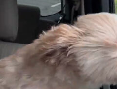 風にあおられる犬