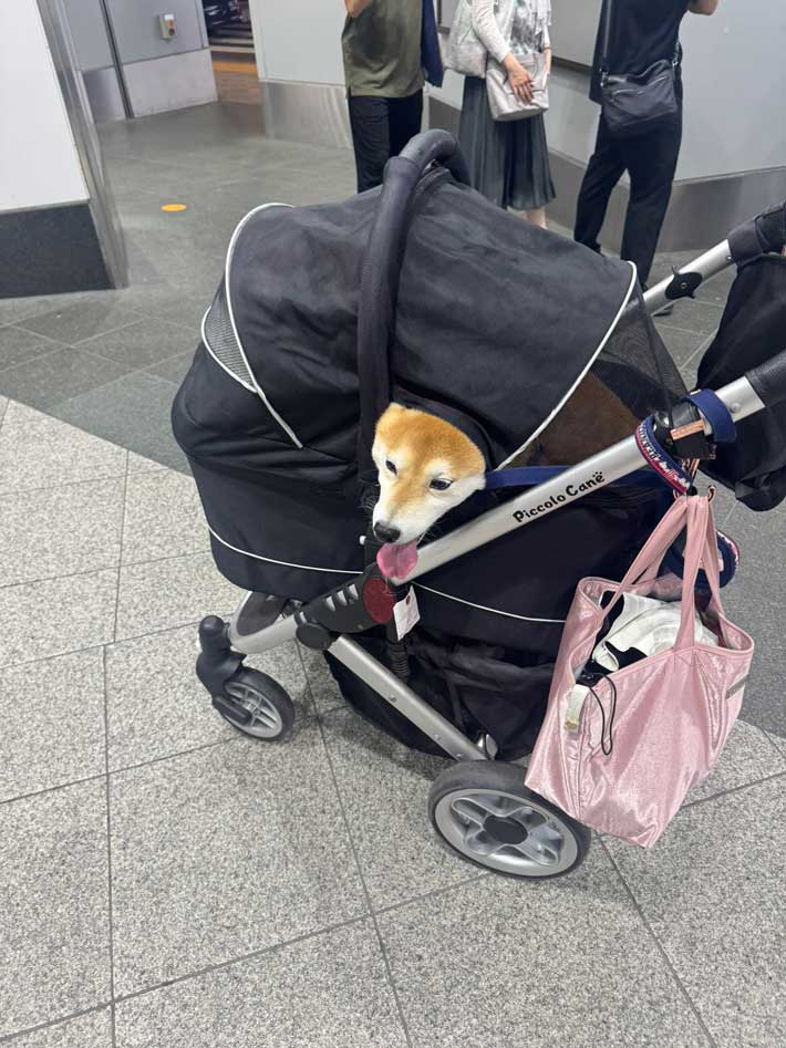 犬の画像