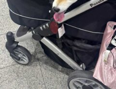 ペット用カートの画像