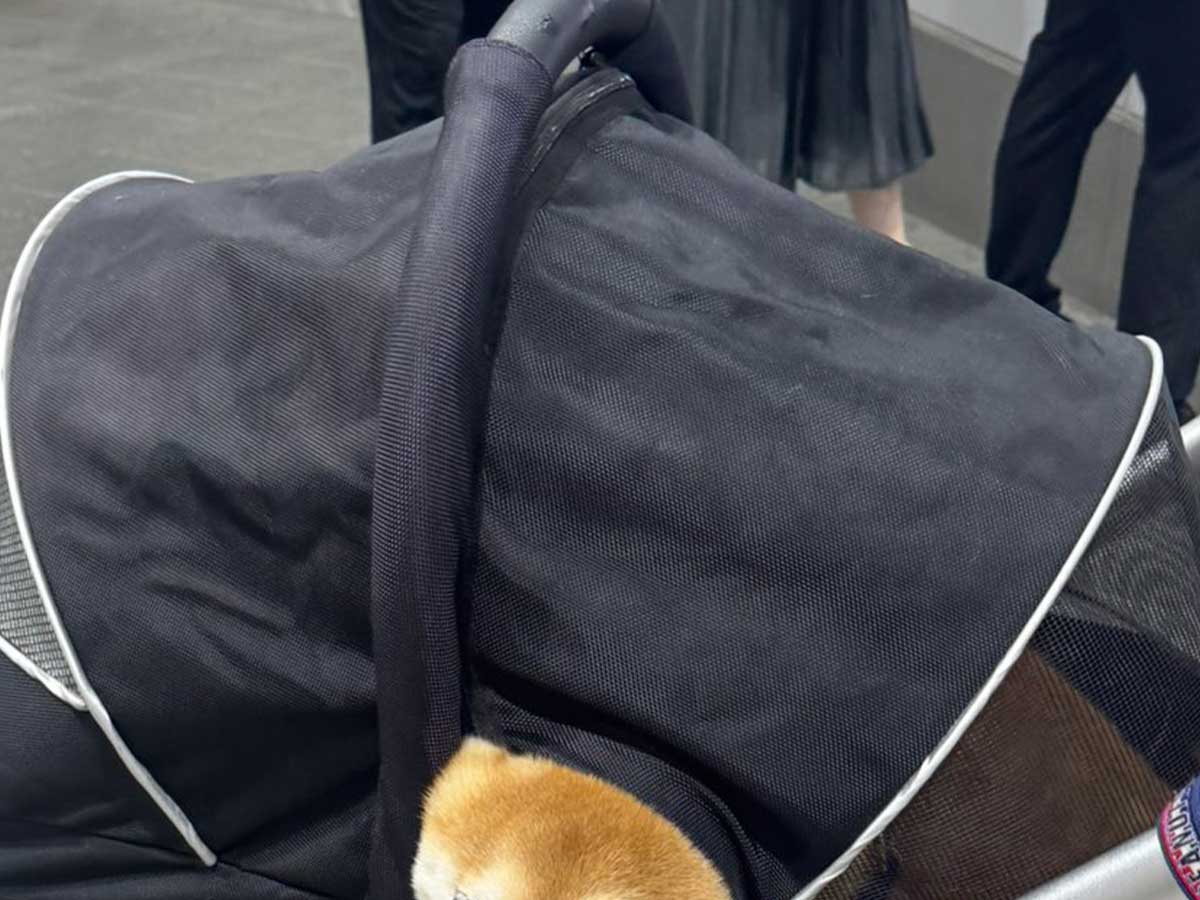 ペット用カートの画像