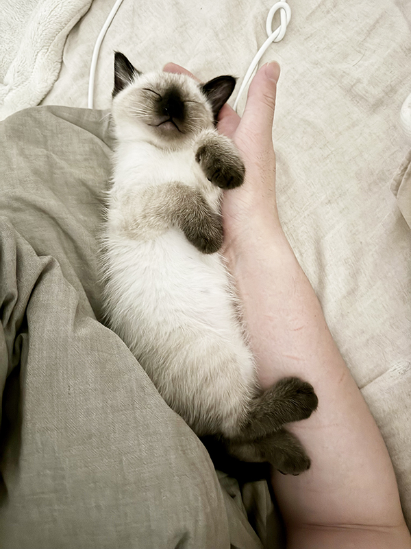 猫の写真