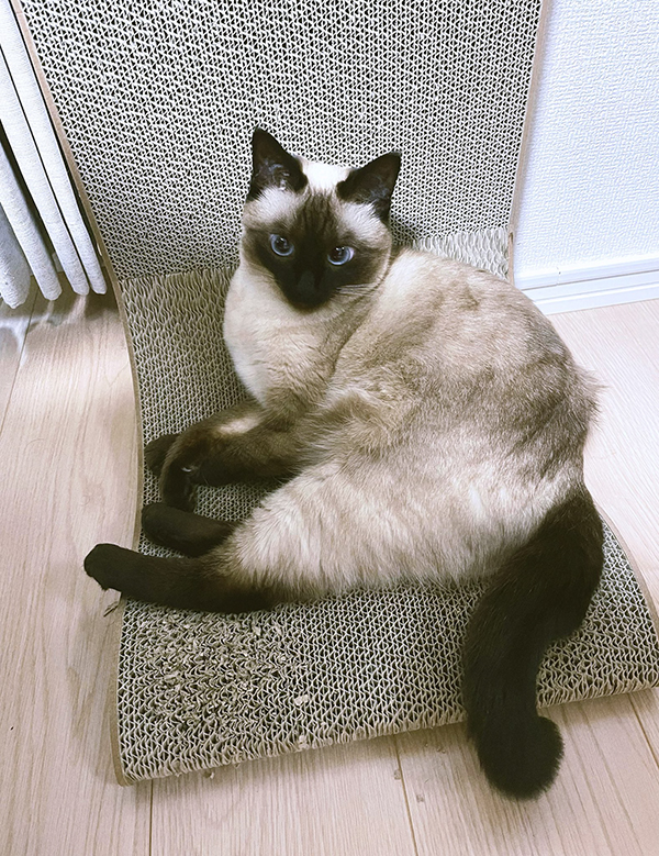 猫の写真