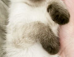 猫の写真