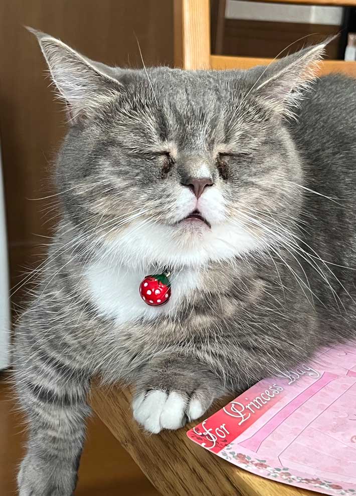 猫の画像