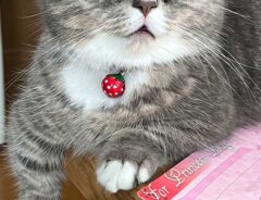 猫の画像