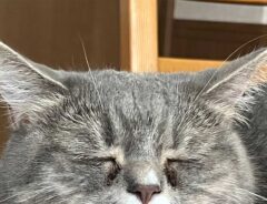 猫の画像