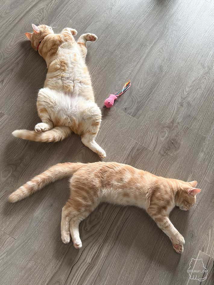 エアコンの効いた部屋で涼む猫の写真