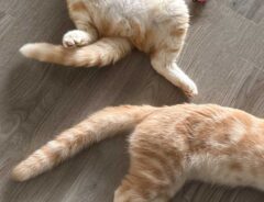 エアコンの効いた部屋で涼む猫の写真