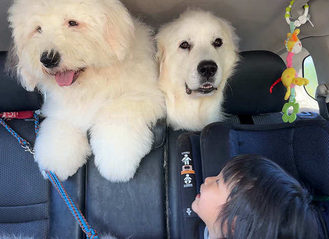 犬