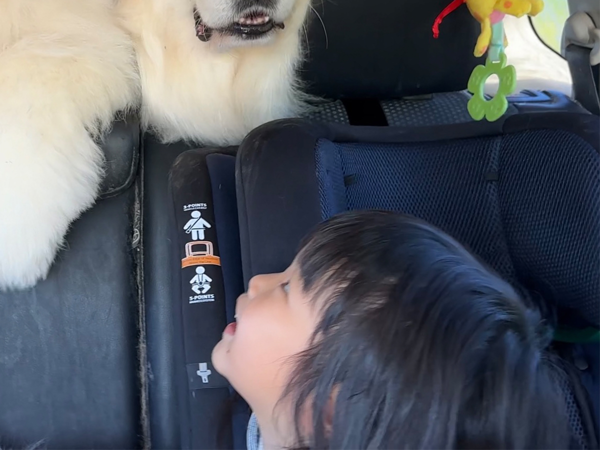 犬