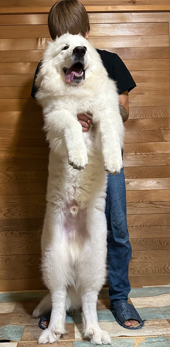 犬