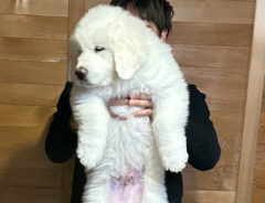 犬