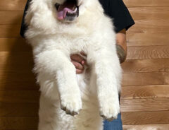 犬